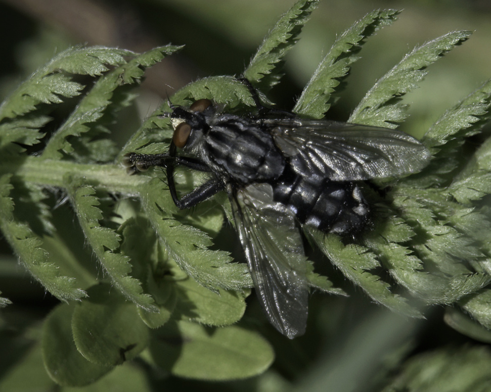 Sarcophagidae: cfr. Sarcophaga sp.